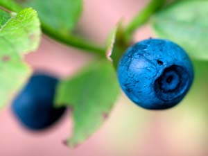 Blueberries are one source of Pterostilbene