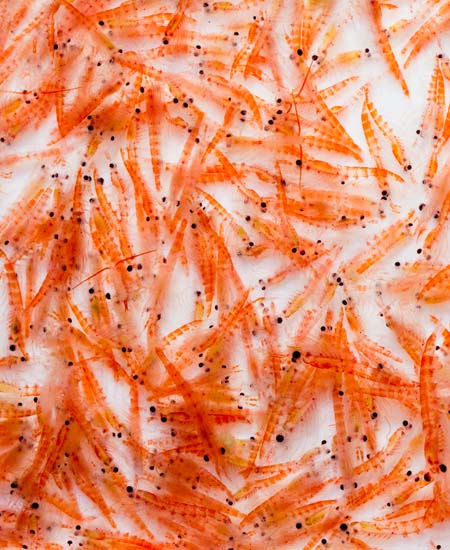 krill