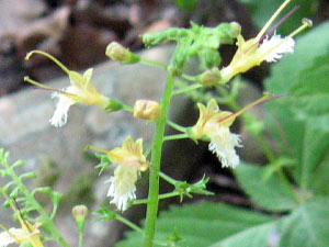 Collinsonia canadensisoQ10