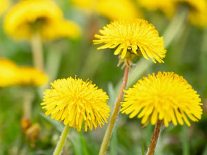 Dandelion