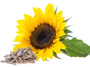 sunflower lecithin