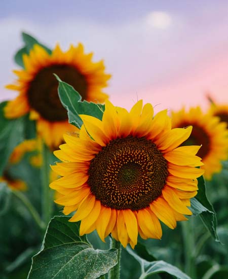 sunflowers in field