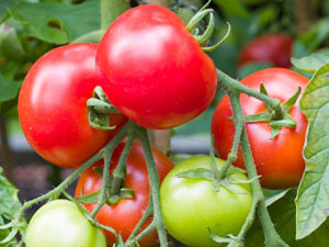 Lycopene in Tomatoes