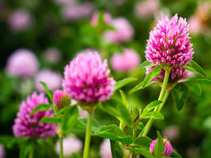 Red Clover