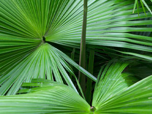 Saw Palmetto