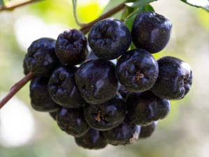 Aronia Berry