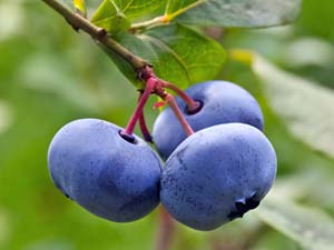 Blueberry