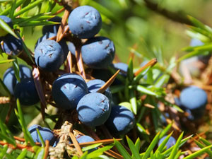 Juniper berries