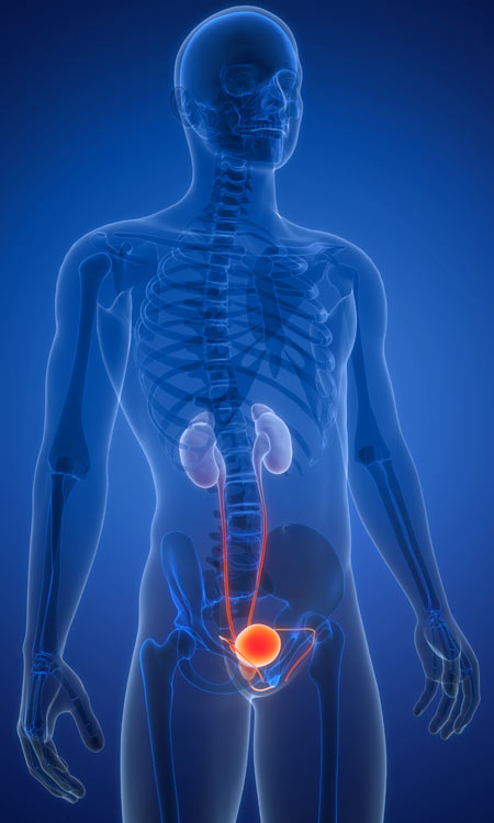 urinary tract