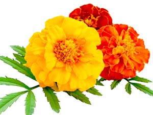 three marigolds